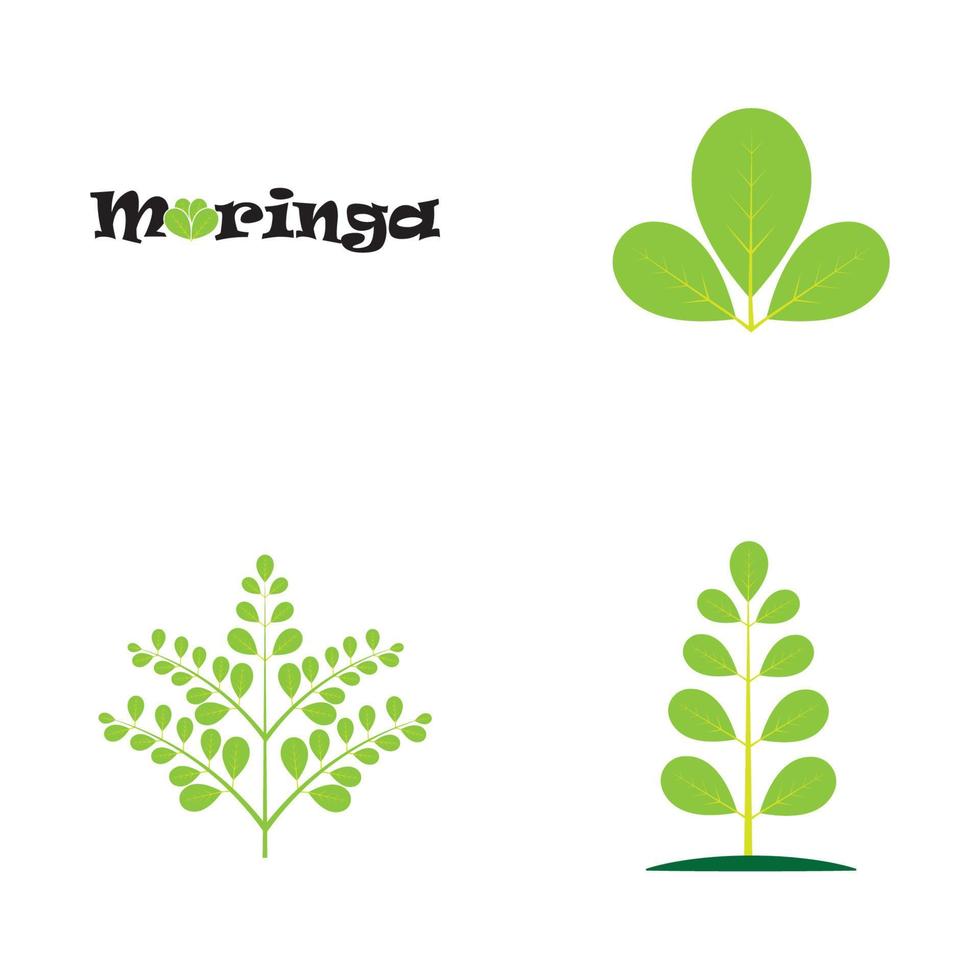 diseño de vector de ilustración de logotipo de hoja de moringa