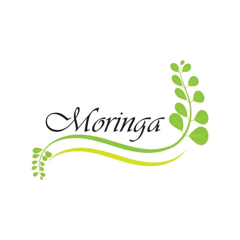 diseño de vector de ilustración de logotipo de hoja de moringa