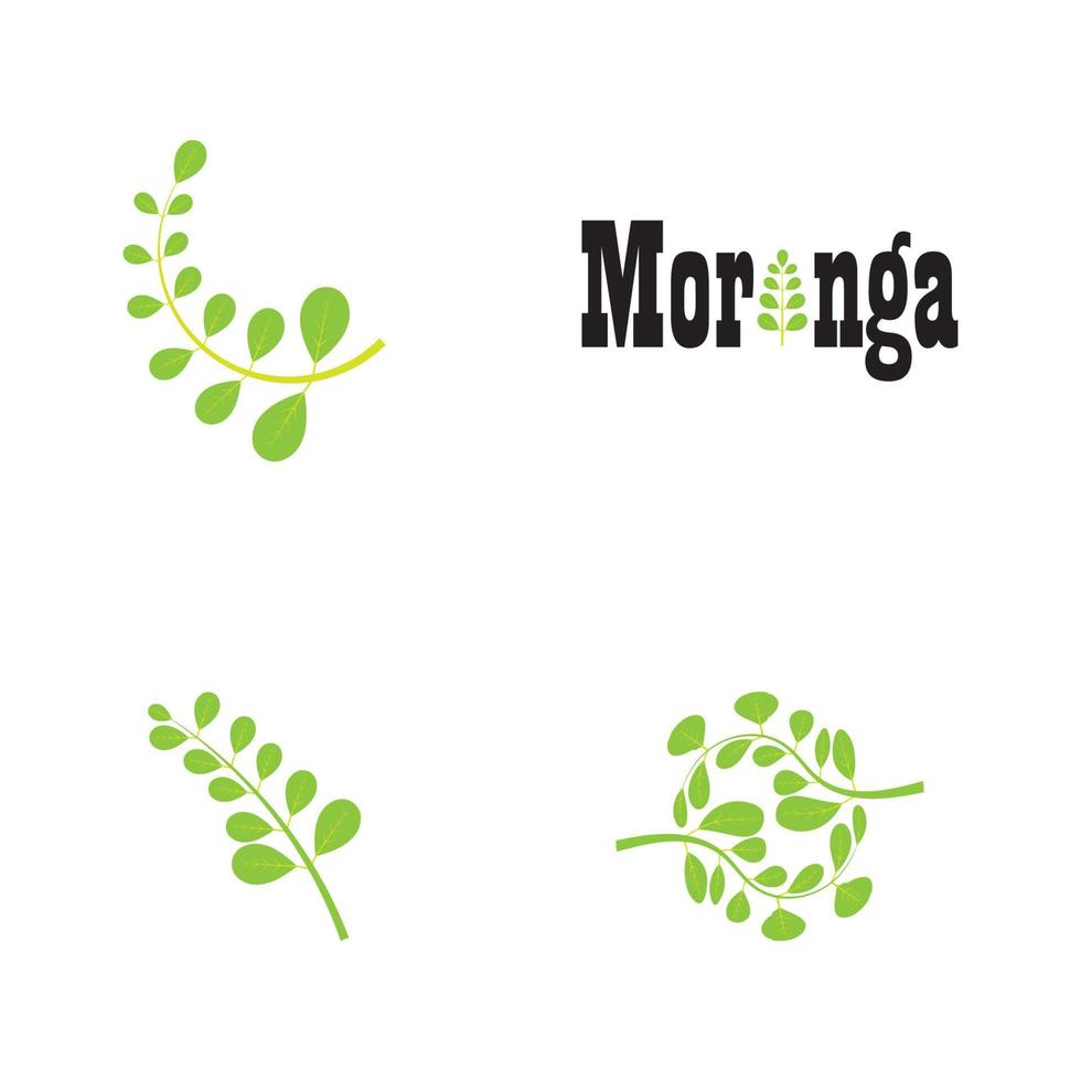 diseño de vector de ilustración de logotipo de hoja de moringa