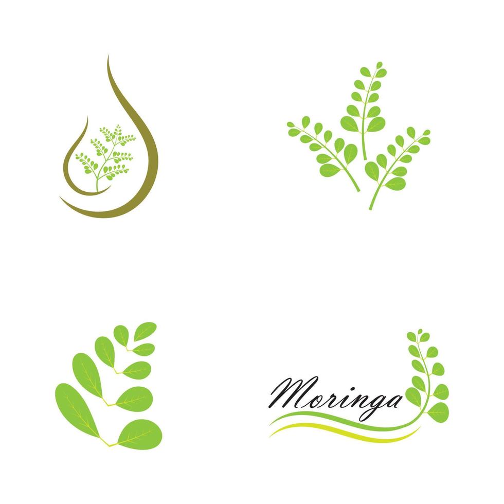 diseño de vector de ilustración de logotipo de hoja de moringa