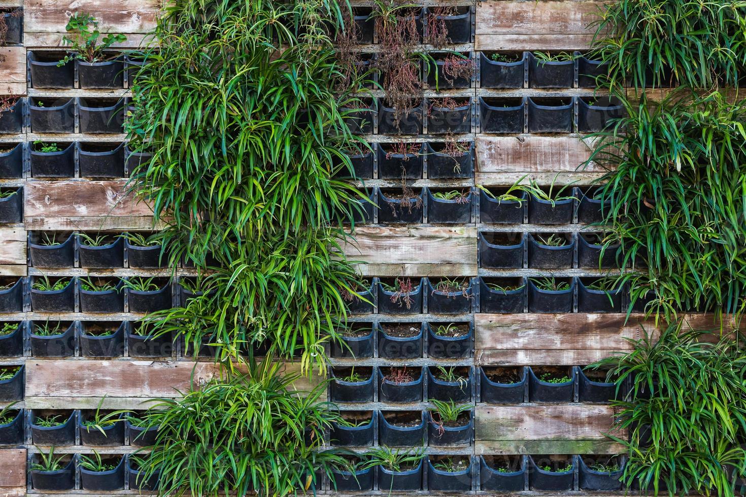 macetas al aire libre de primer plano con plantas, hierba en la pared foto