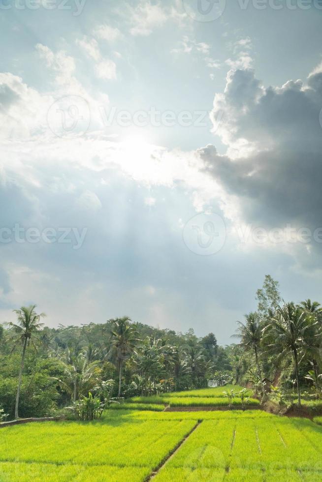 View of the green expanse of rice fields in the countryside photo