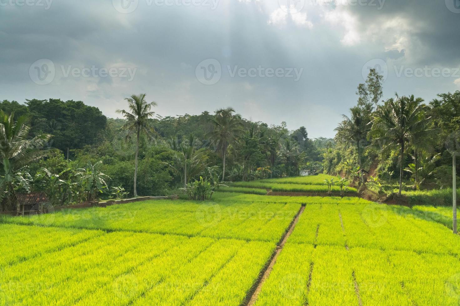 View of the green expanse of rice fields in the countryside photo