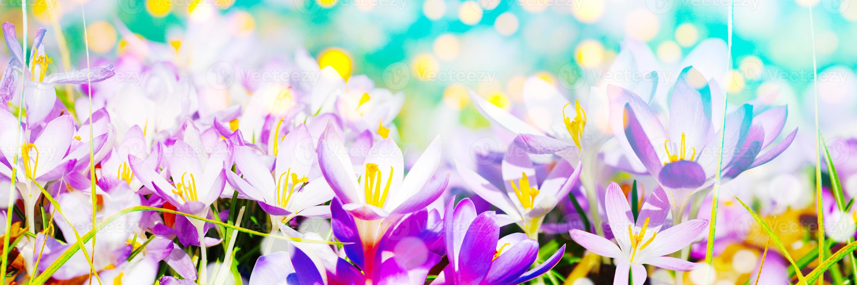 Blooming purple crocus flowers in a soft focus on a sunny spring day photo