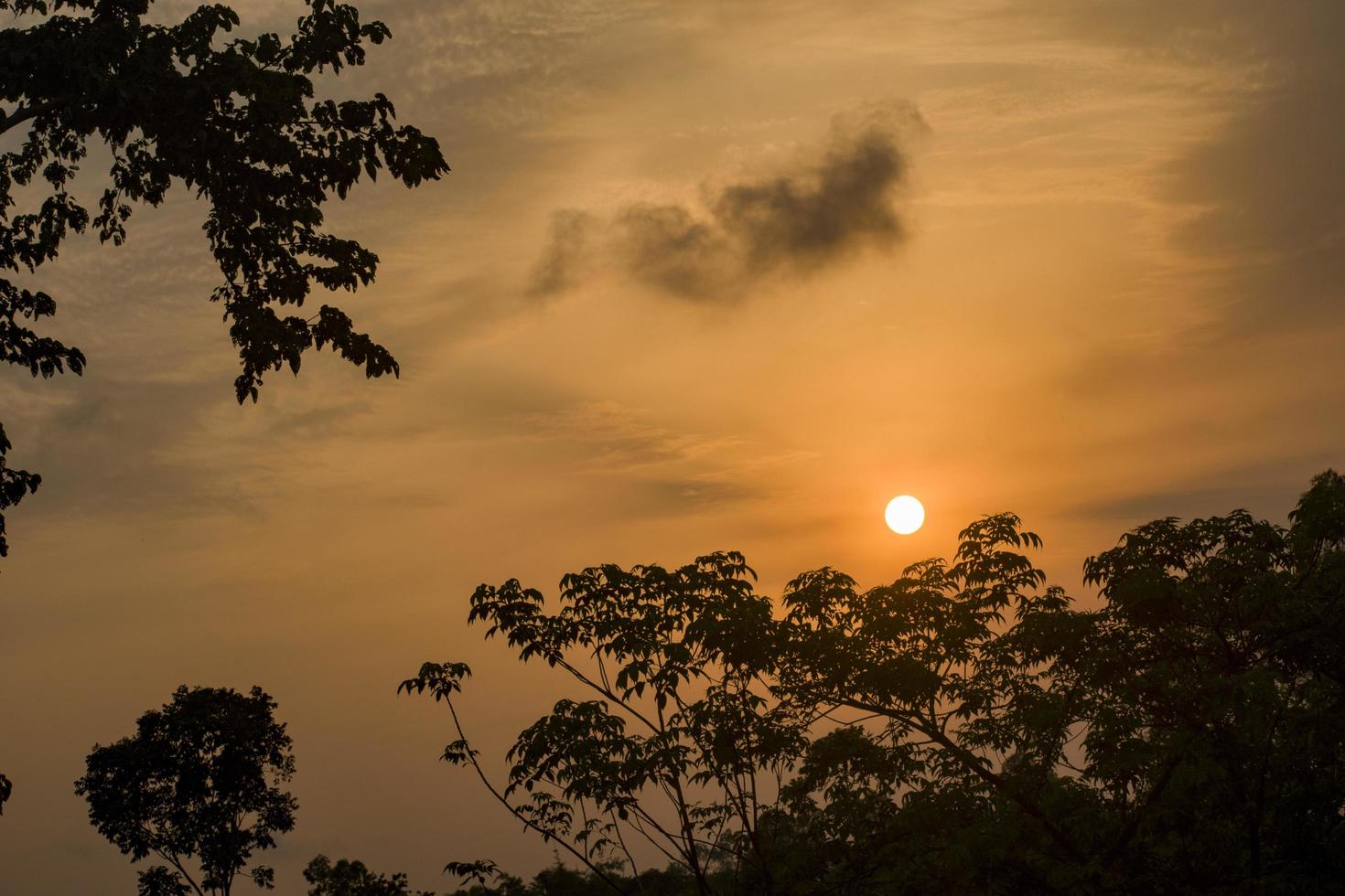 Silhouette tree in the evening. photo