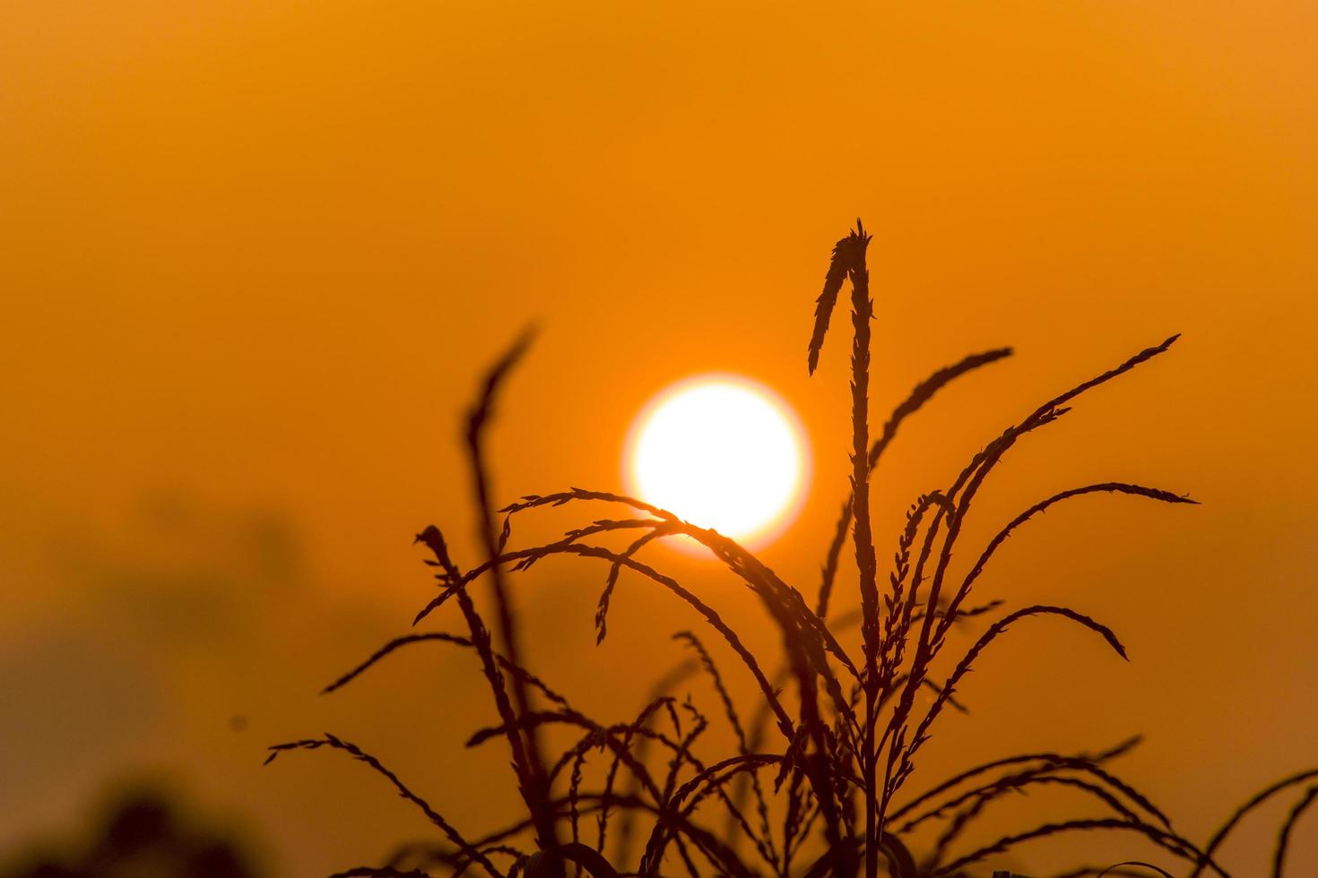 Sunset with Rice tree.Selective Focus photo
