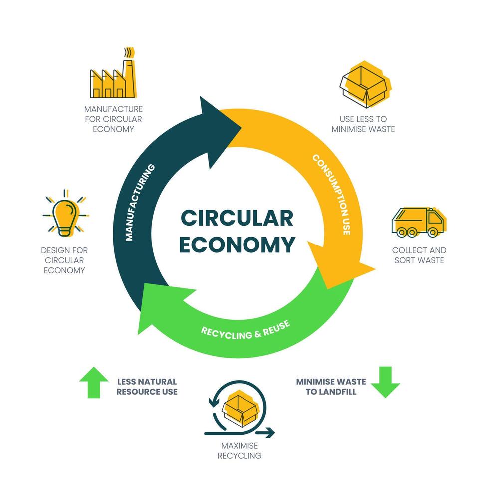 The vector infographic diagram of the circular economy concept has 3 dimensions. For example, manufacturing has to design and manufacture. The consumption used is minimized, collected, and sorted.