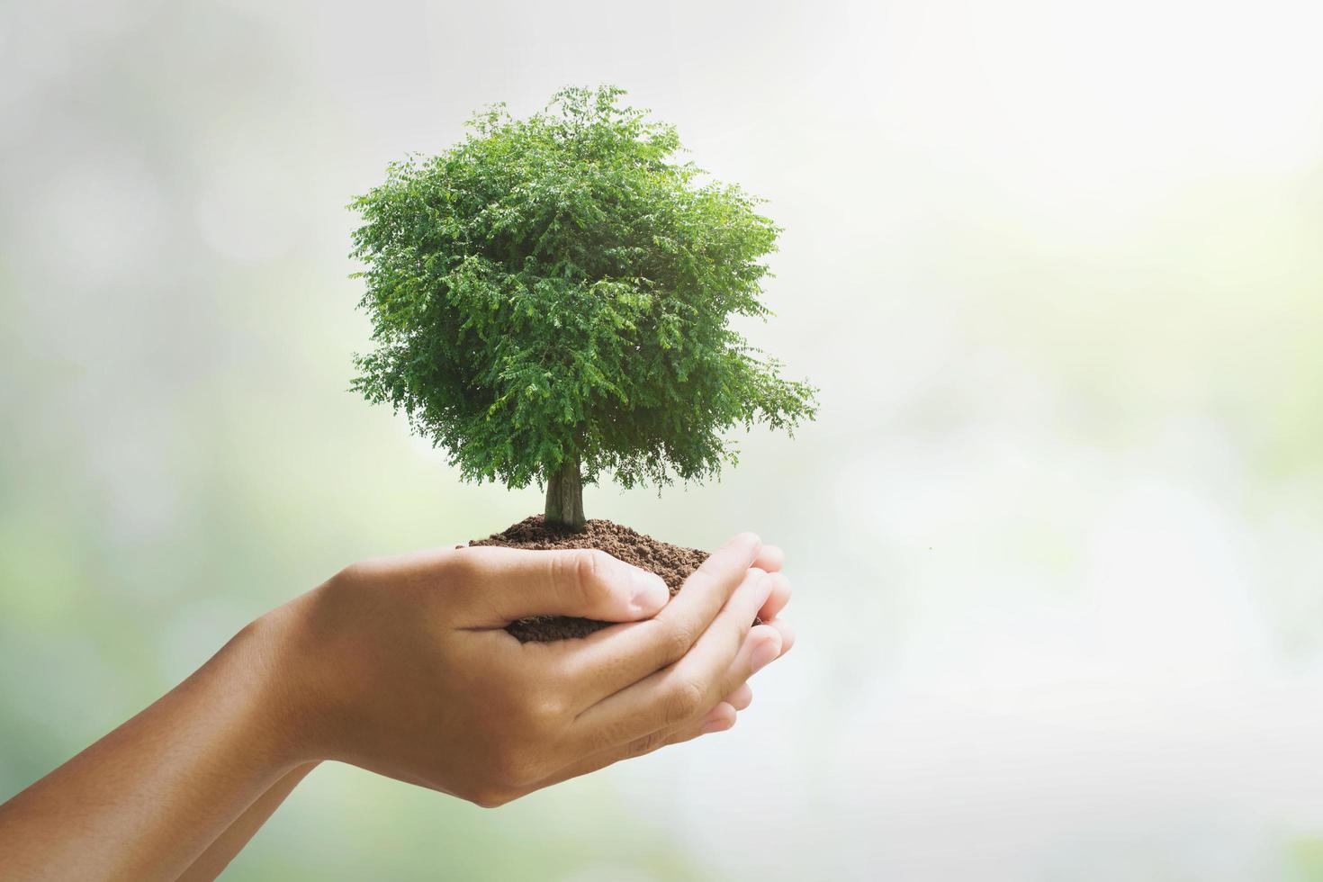 mano sosteniendo un gran árbol que crece sobre fondo verde. concepto del día de la tierra ecológica foto