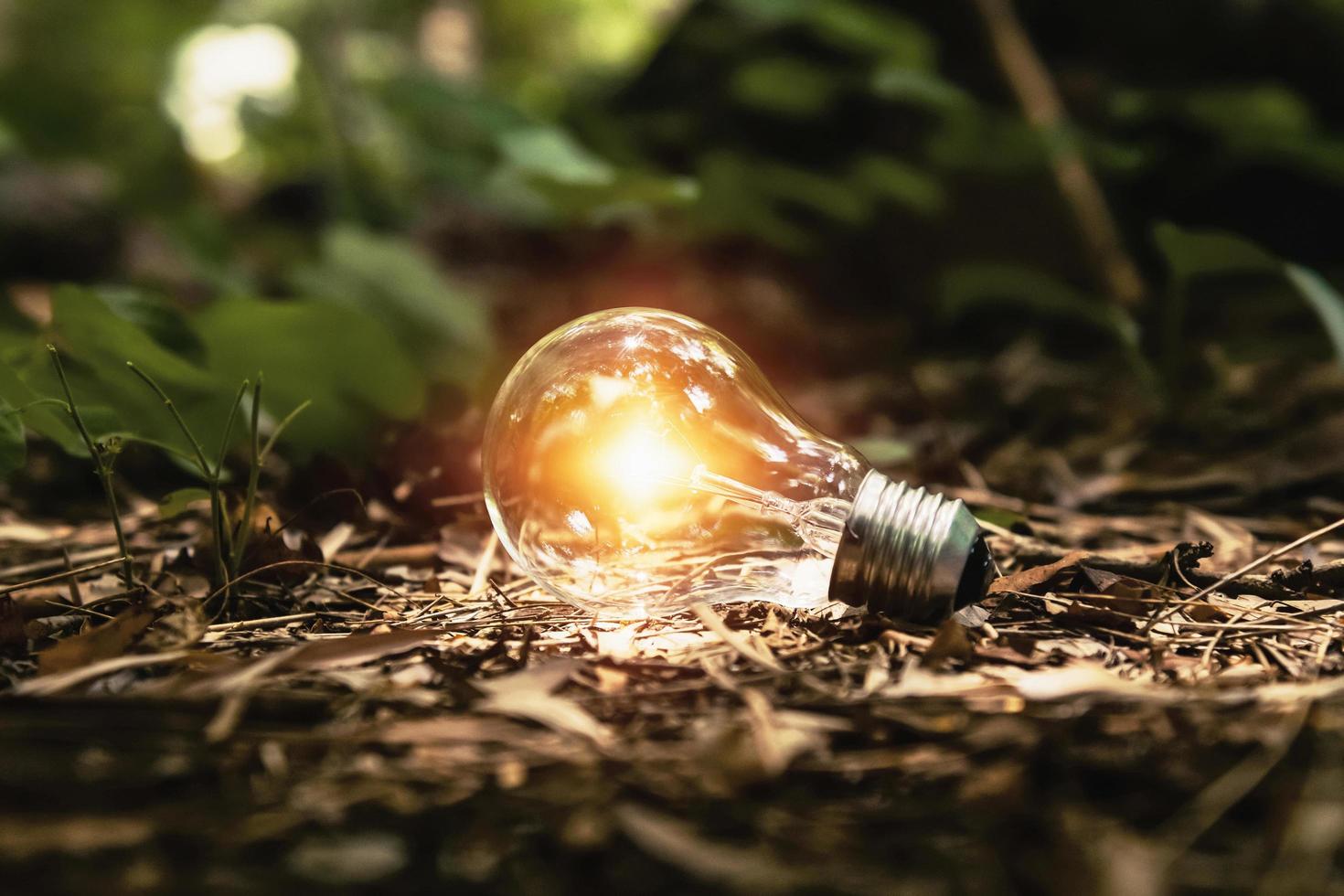 bombilla de luz en el suelo con sol en el bosque. concepto de energía limpia foto