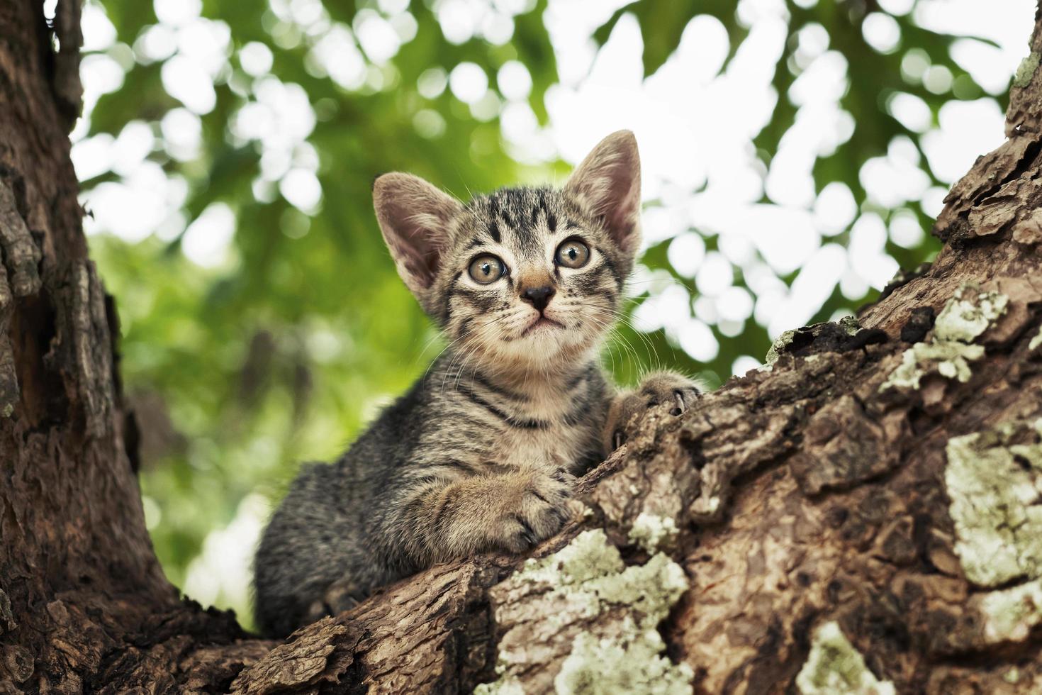 gato jugando en el arbol foto