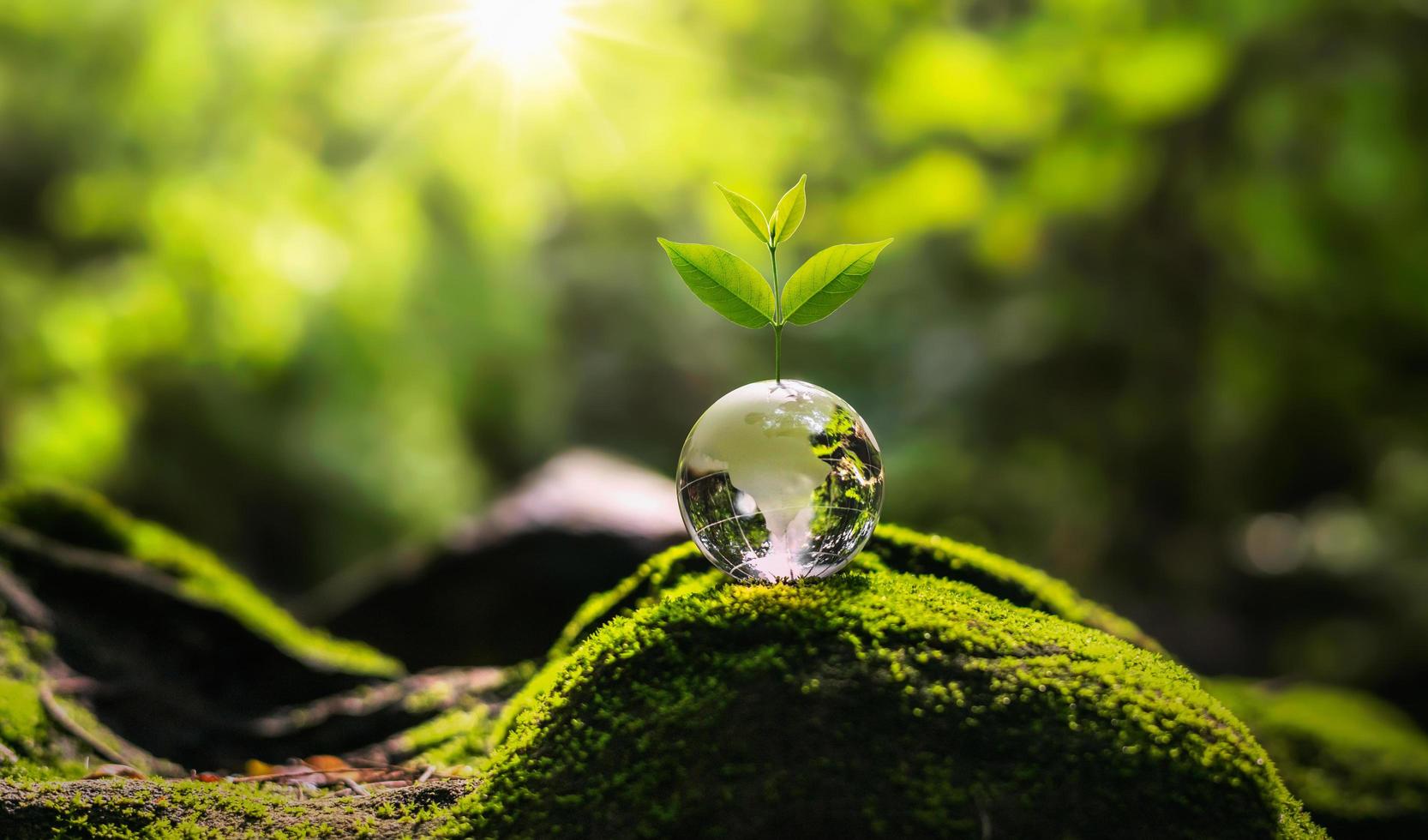 tree growth on globe glass in nature. concept eco earth day photo