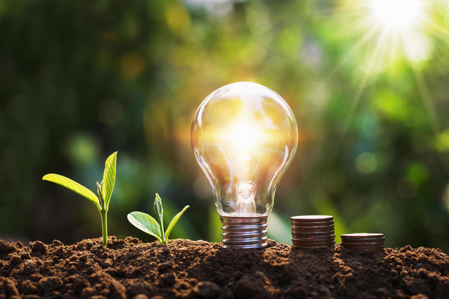 bombilla con árbol y monedas en el concepto de fondo de sol del suelo ahorro de energía y finanzas foto