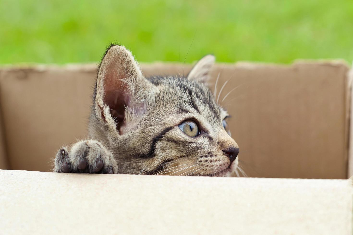 gato en caja de cartón sobre fondo verde foto