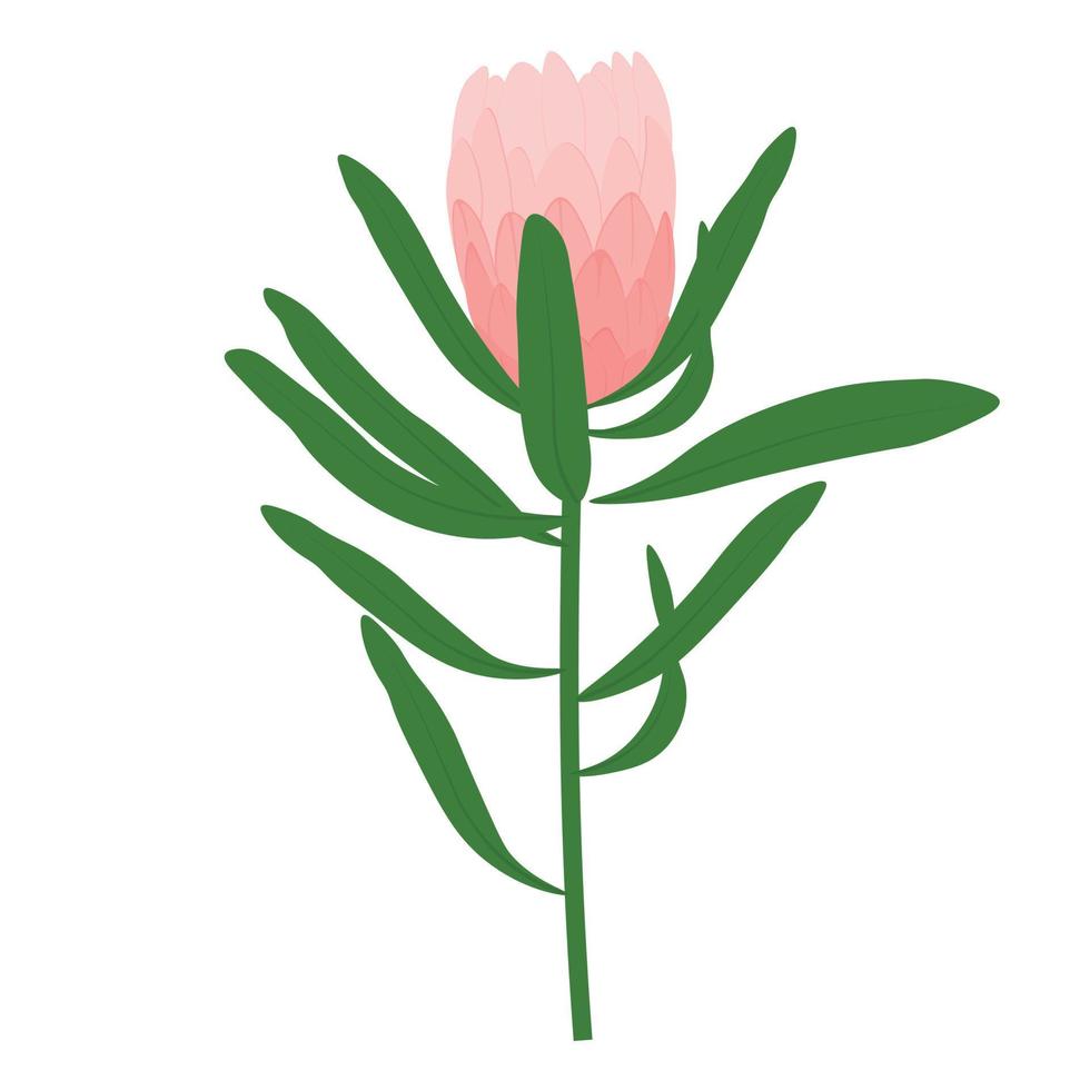 Ilustración de stock vectorial de flores de protea. planta de protea real rosa floreciente. flores exóticas una protea gigante. de cerca. Aislado en un fondo blanco. vector