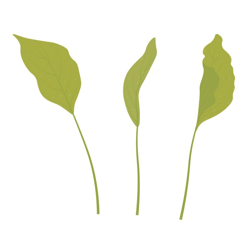 Green leaves of tropical plants. Vector stock illustration. Calla stems. Isolated on a white background.