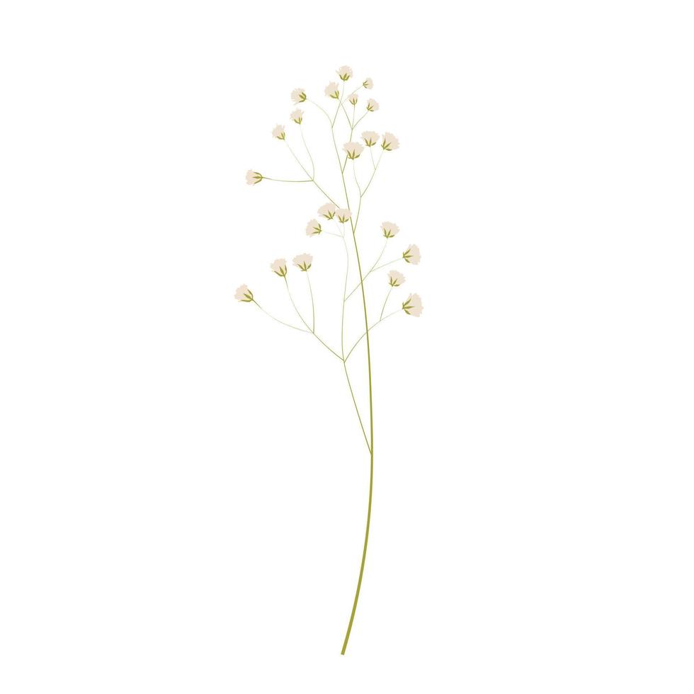 Gypsophila stock vector illustration. Delicate elegant floral for an invitation. Cream color. Dry flowers in pastel colors isolated on a white background.