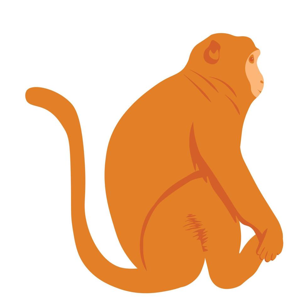 Macaques vector stock illustration. The monkey is sitting. Animal. Isolated on a white background.