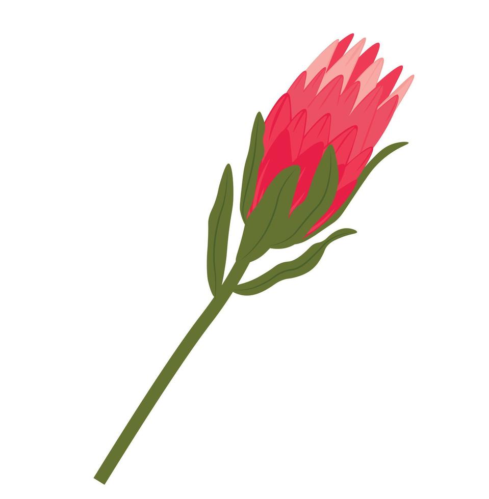 Protea flowers vector stock illustration. Blooming Pink Royal Protea plant. Exotic flowers. A giant protea. Close-up. isolated on a white background.