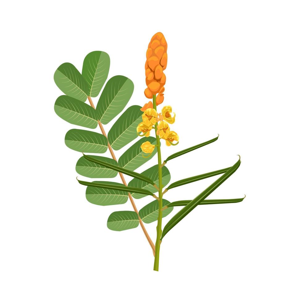 Vector illustration, leaves and flowers of candle bush or senna alata isolated on white background, herbal medicinal plant.
