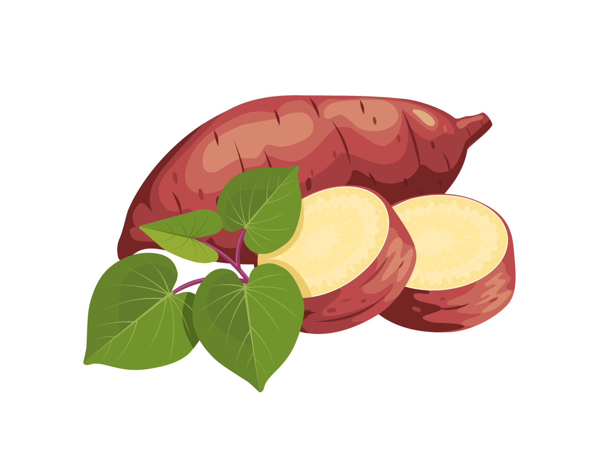 Vector illustration, sweet potato with fresh leaves and slices