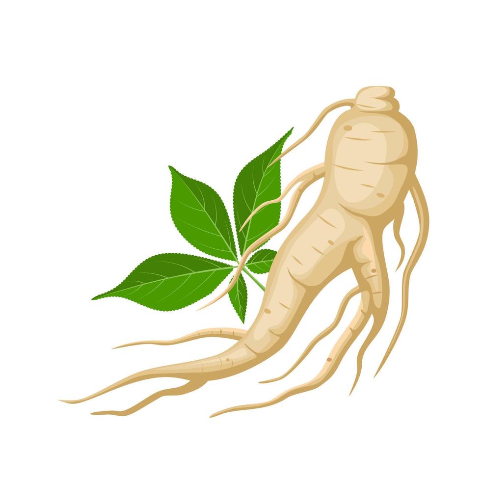 ilustración vectorial, raíz de ginseng con hojas, aislada en fondo blanco, adecuada para etiquetas de productos de envasado de medicina herbaria o portadas de libros de medicina herbaria. vector