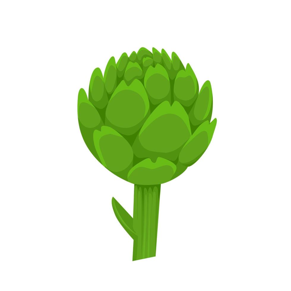Vector illustration of Globe artichoke or green thistle Flower bud of cynara cardunculus. isolated on white background. healthy green vegetables. Fresh French artichoke heads.