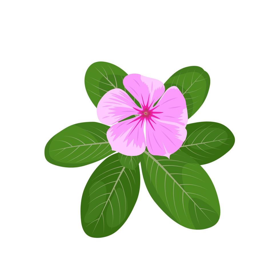 Vector illustration of madagascar periwinkles or catharanthus roseus, pink flower in bloom, isolated on white background.