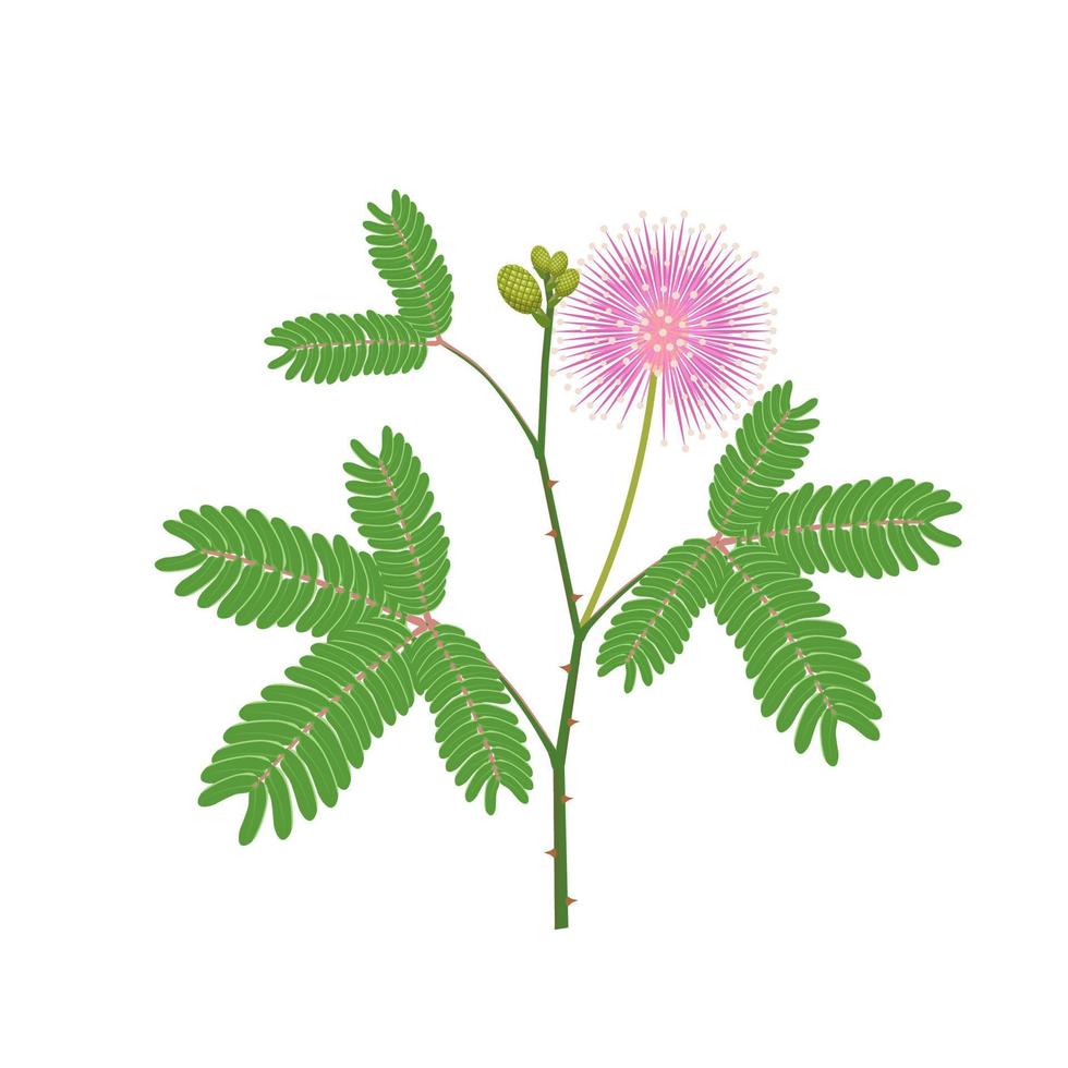 Vector illustration of sensitive plant or Mimosa pudica, isolated on white background.