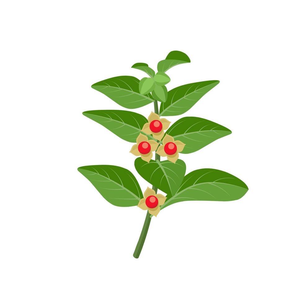 ilustración vectorial de ashwagandha o withania somnifera, también conocida como ginseng indio, aislada en fondo blanco. vector