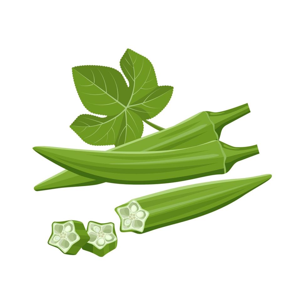 Vector illustration of fresh young Okra, with slices, and green leaves, isolated on white background.