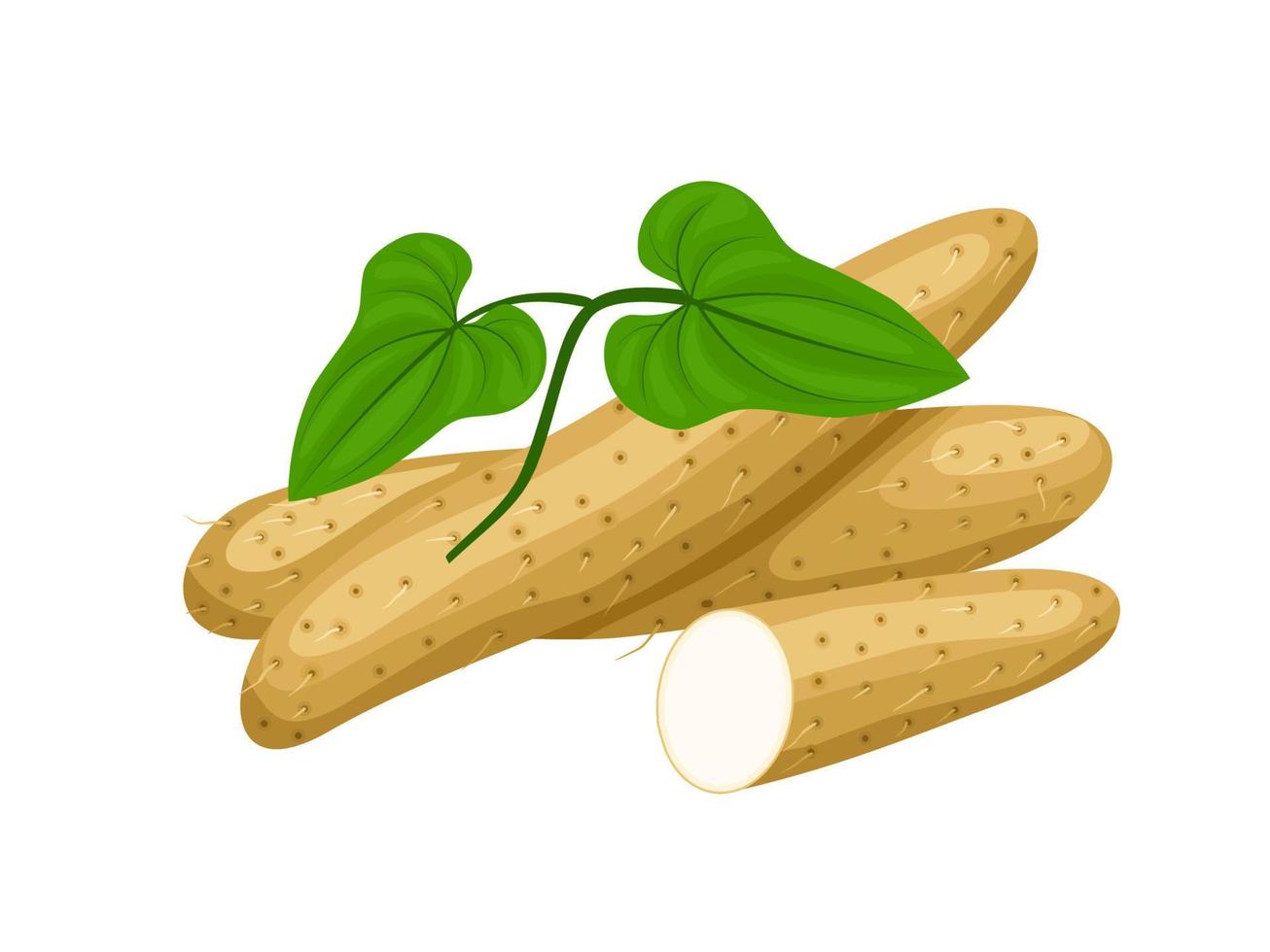 Vector illustration of Chinese yam or Dioscorea polystachya, isolated on white background.