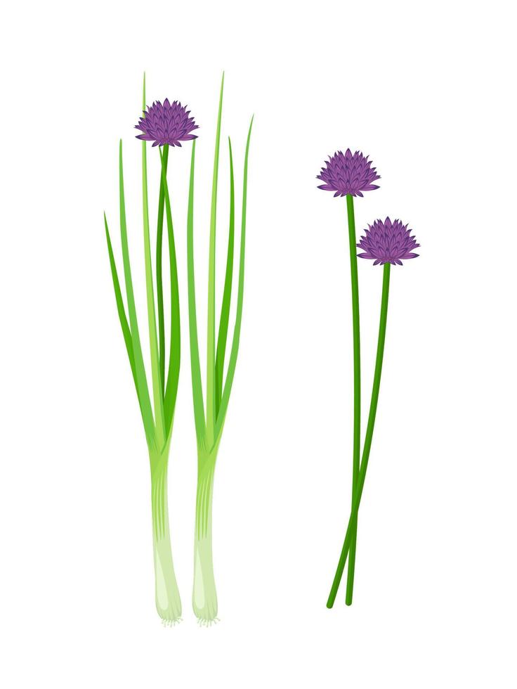 ilustración vectorial, cebollino fresco con flores, nombre científico allium schoenoprasum, aislado en fondo blanco. vector