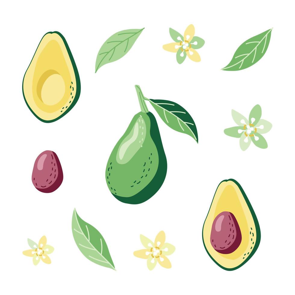 Avocado clipart set with leaves and flowers vector
