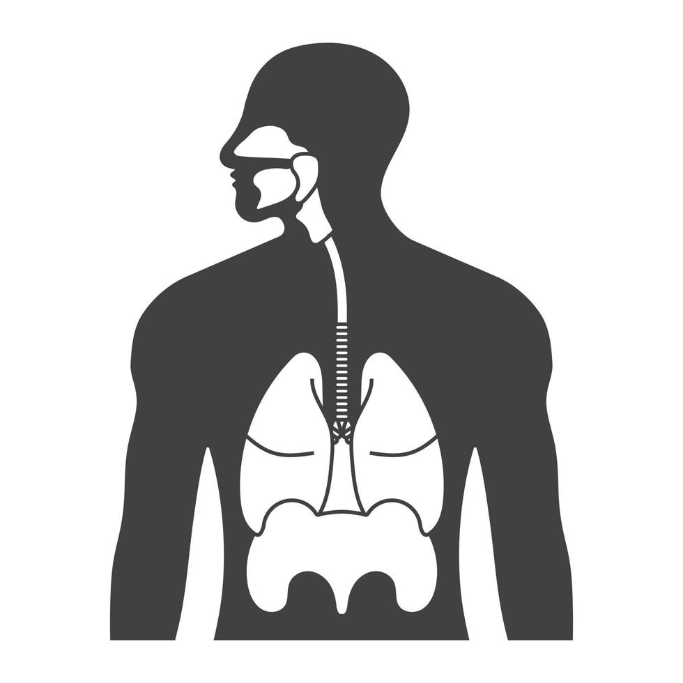 sistema respiratorio humano o icono de vector plano del tracto respiratorio para aplicaciones y sitios web
