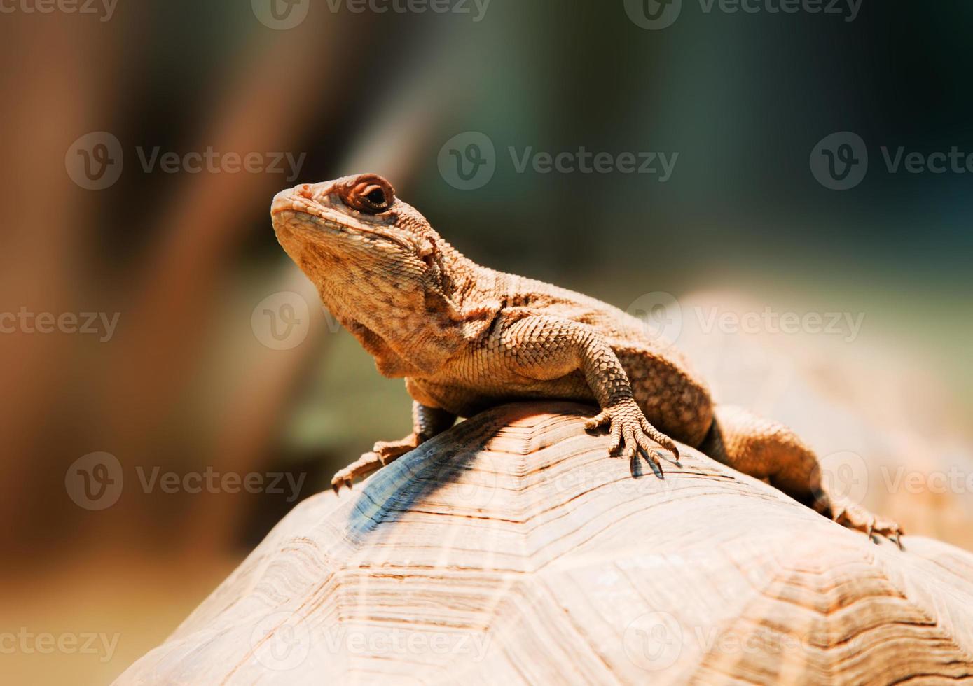 Brown lizard closeup photo