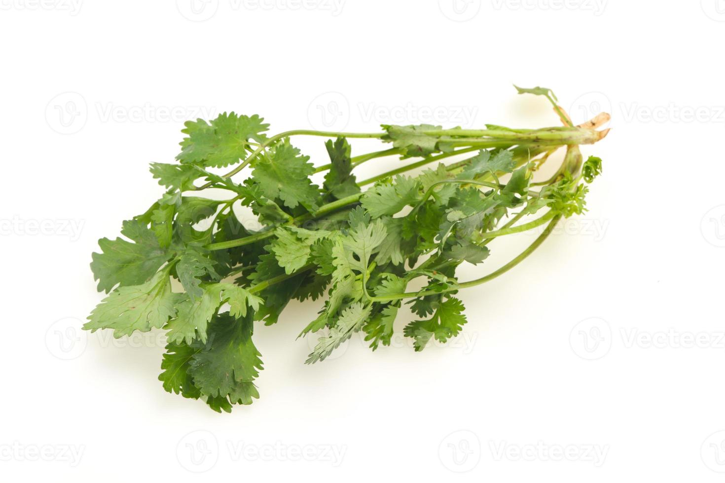 Fresh ripe  Green cilantro leaves photo