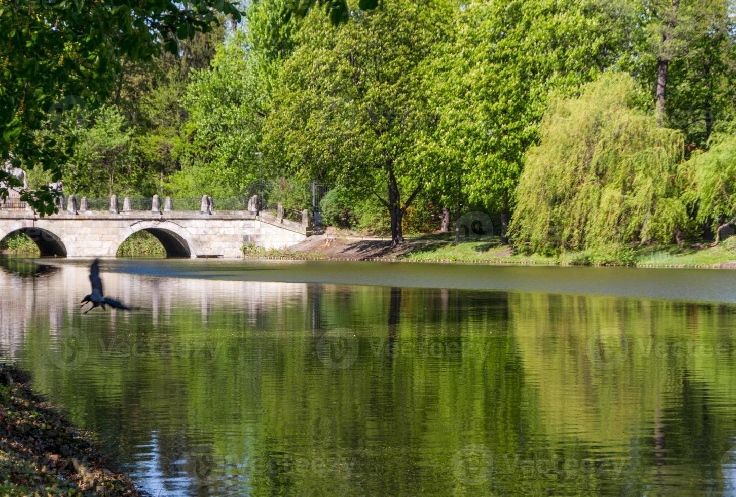 parque de verano, árboles foto