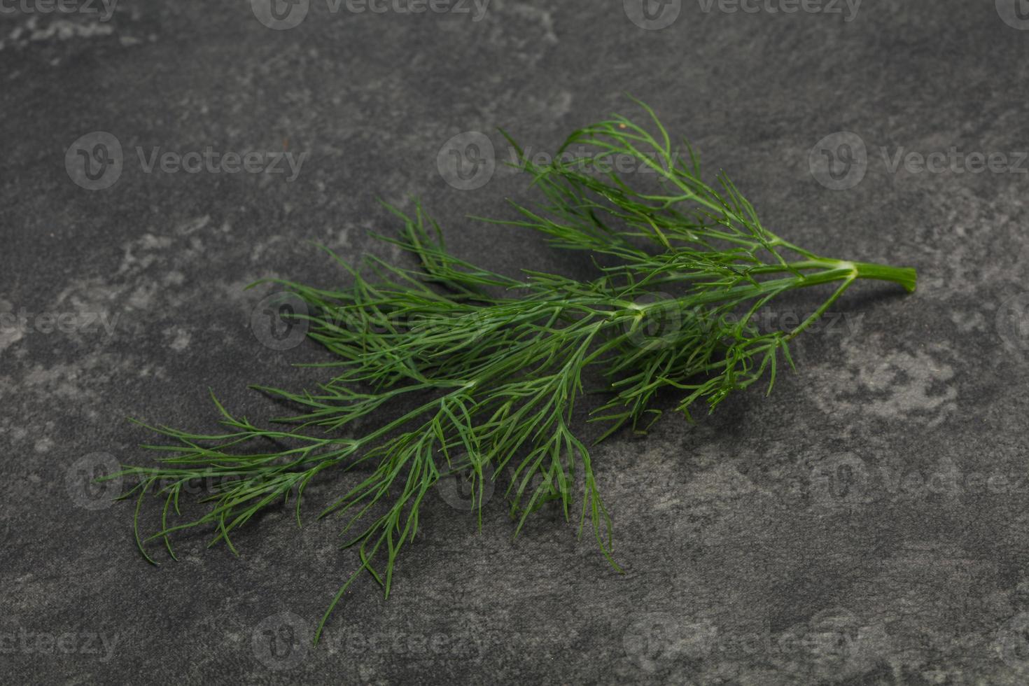 Fresh green dill herb branch photo
