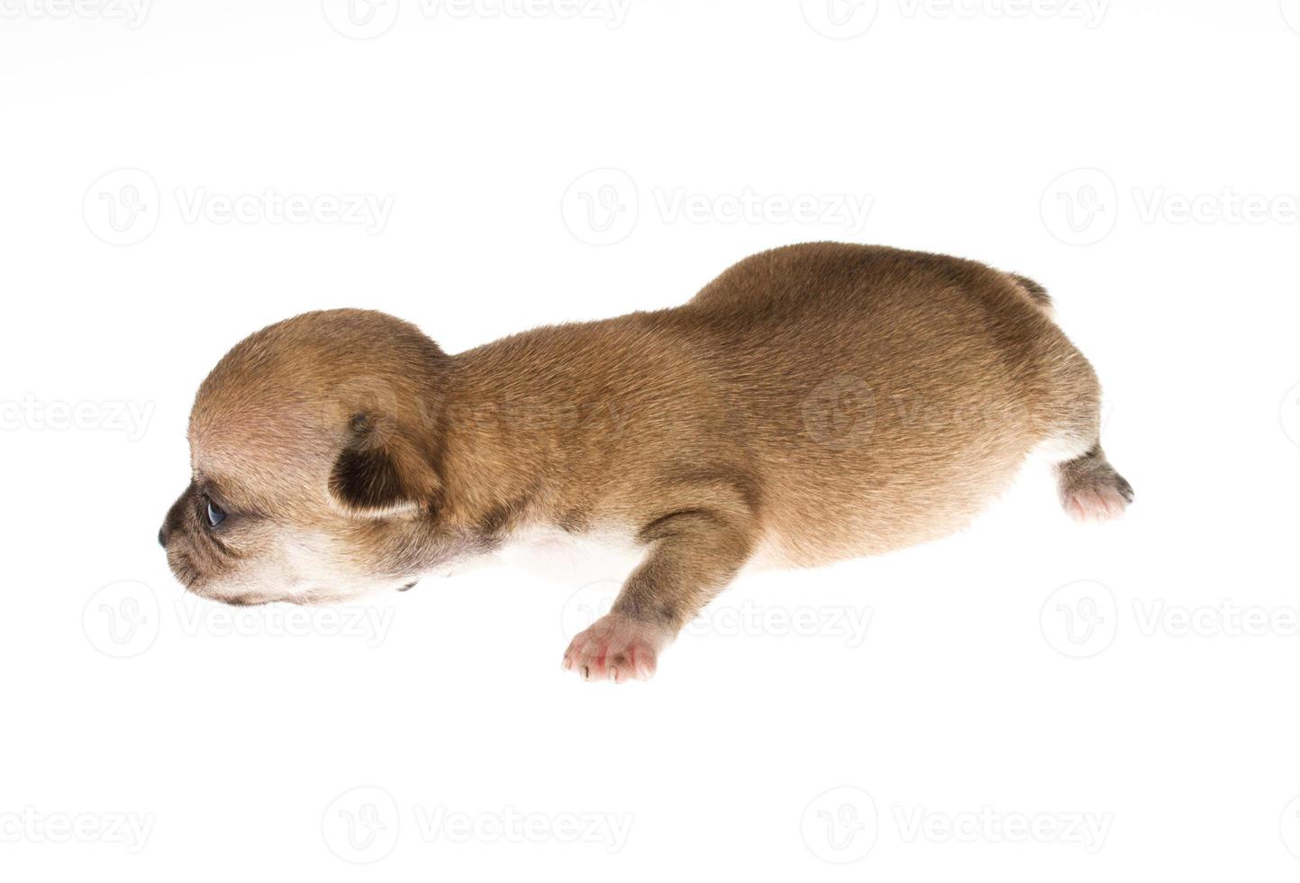 Funny puppy Chihuahua poses on a white background photo