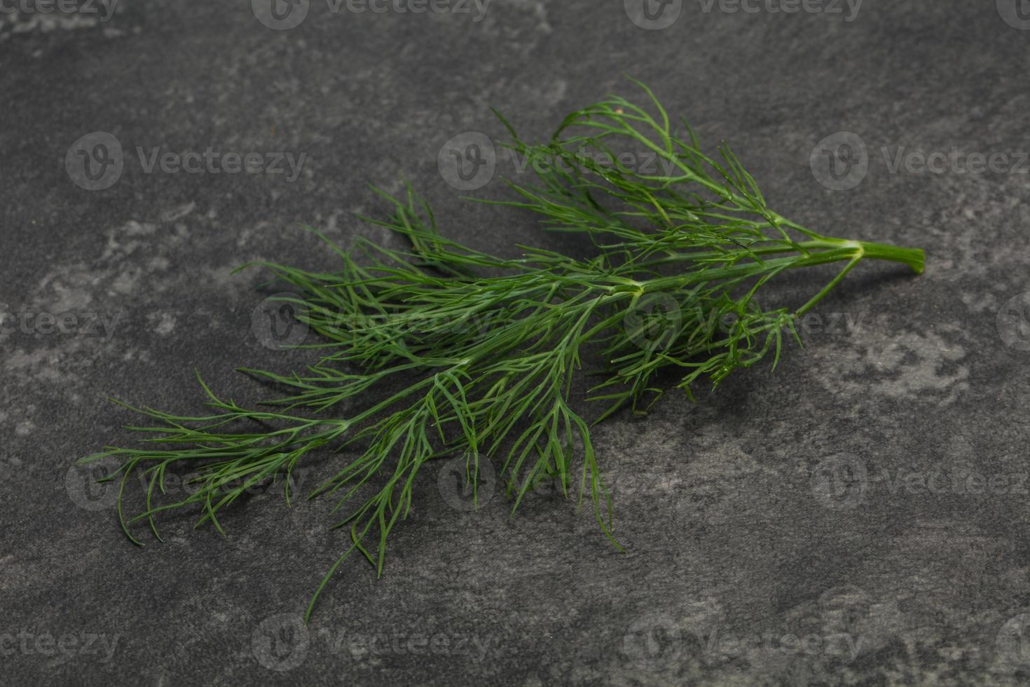 Fresh green dill herb branch photo