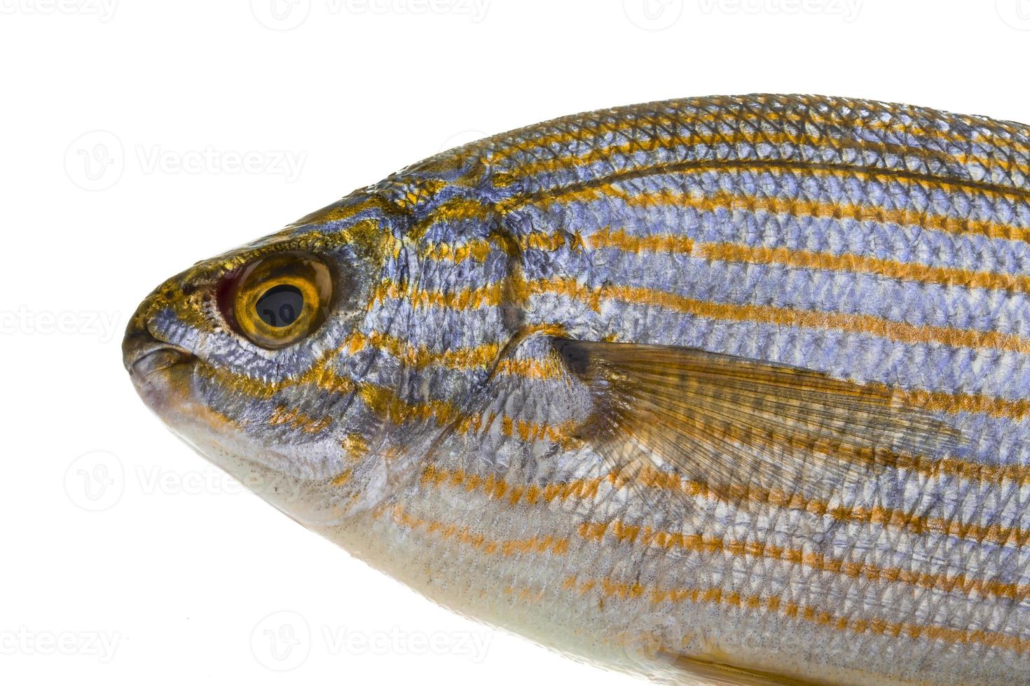 Salema porgy - sarpa fish photo