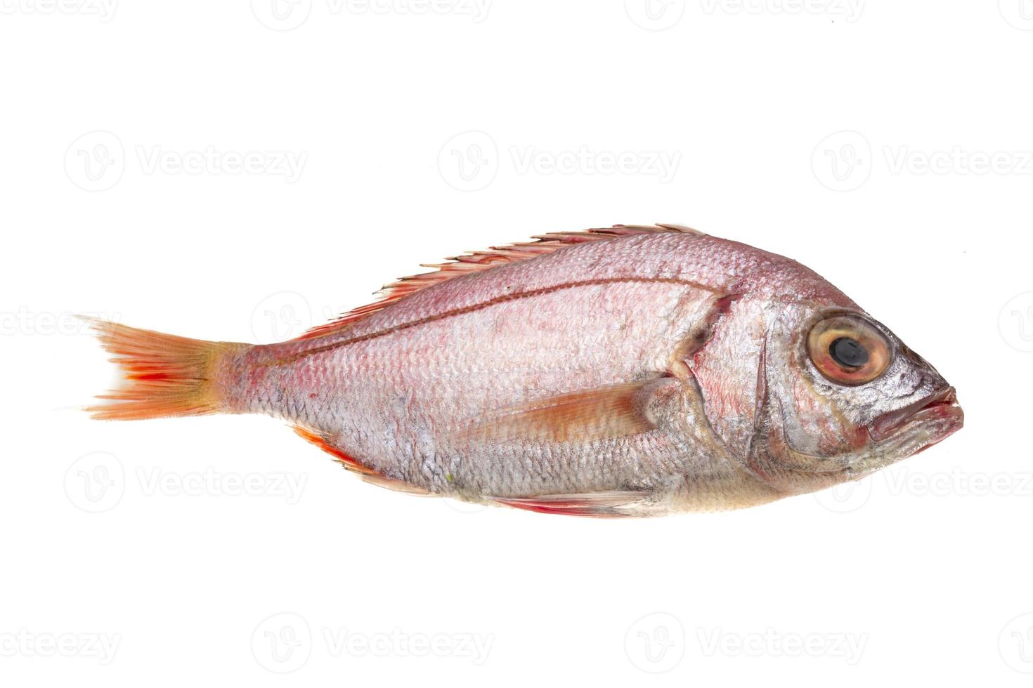 Raw Sea Perch photo