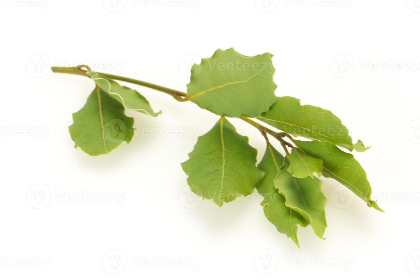 Green laurel leaves on the branch photo