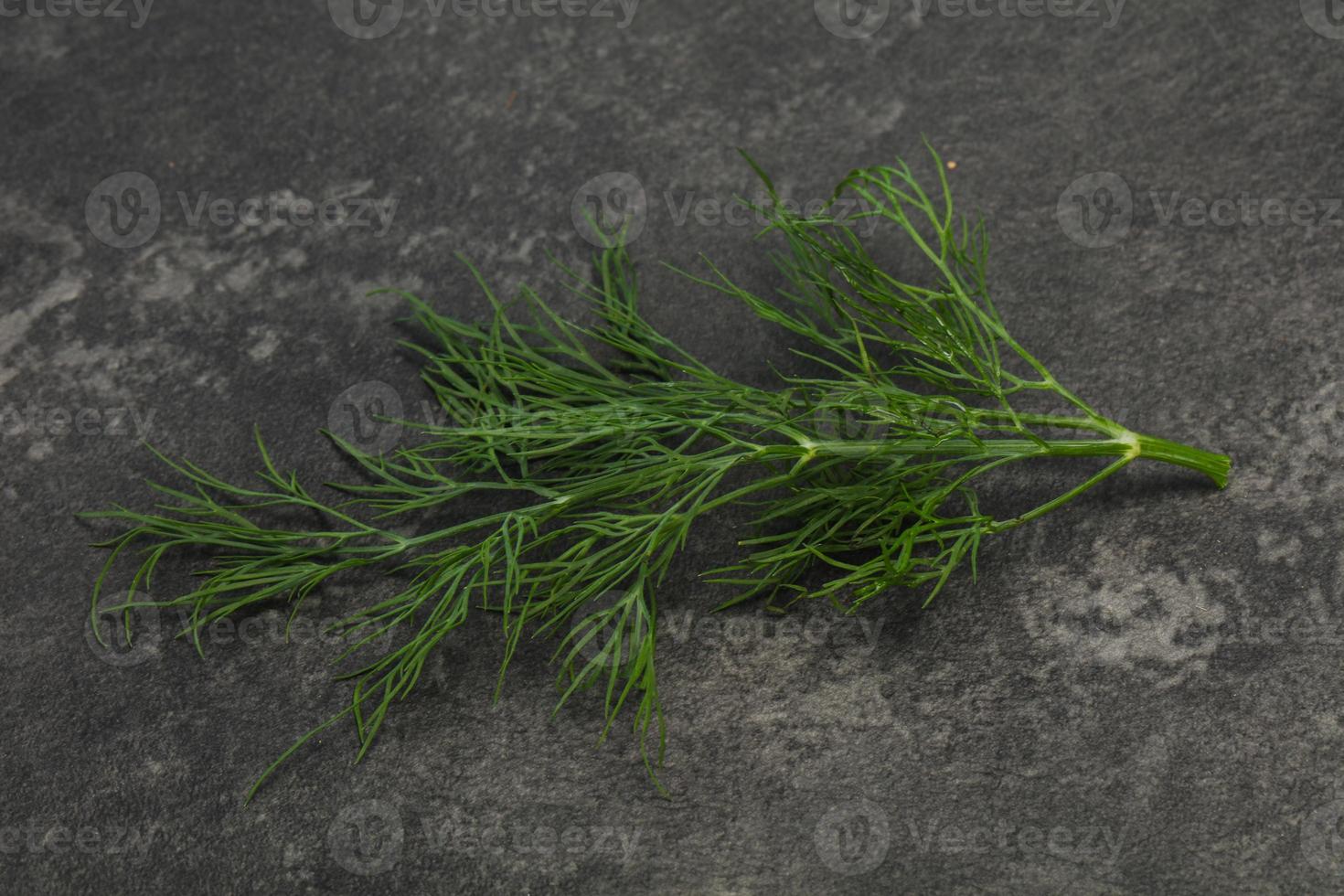 Fresh green dill herb branch photo