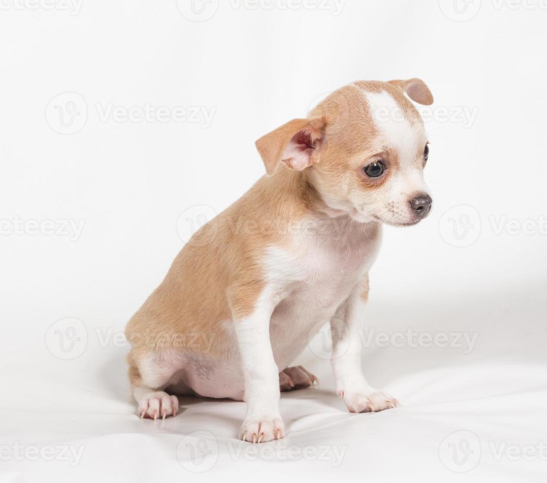 Chihuahua puppy on white background photo