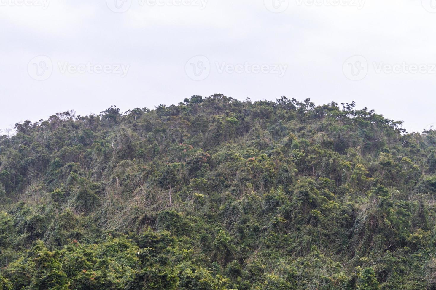 Chinese jungle, island of Hainan photo