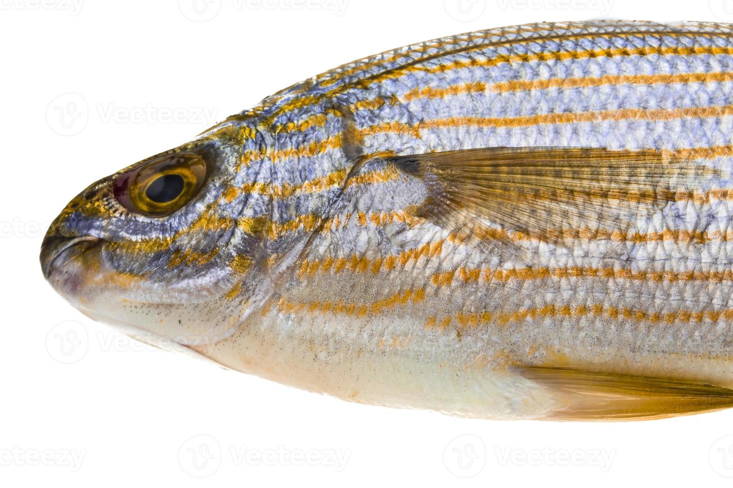 Salema porgy - sarpa fish photo