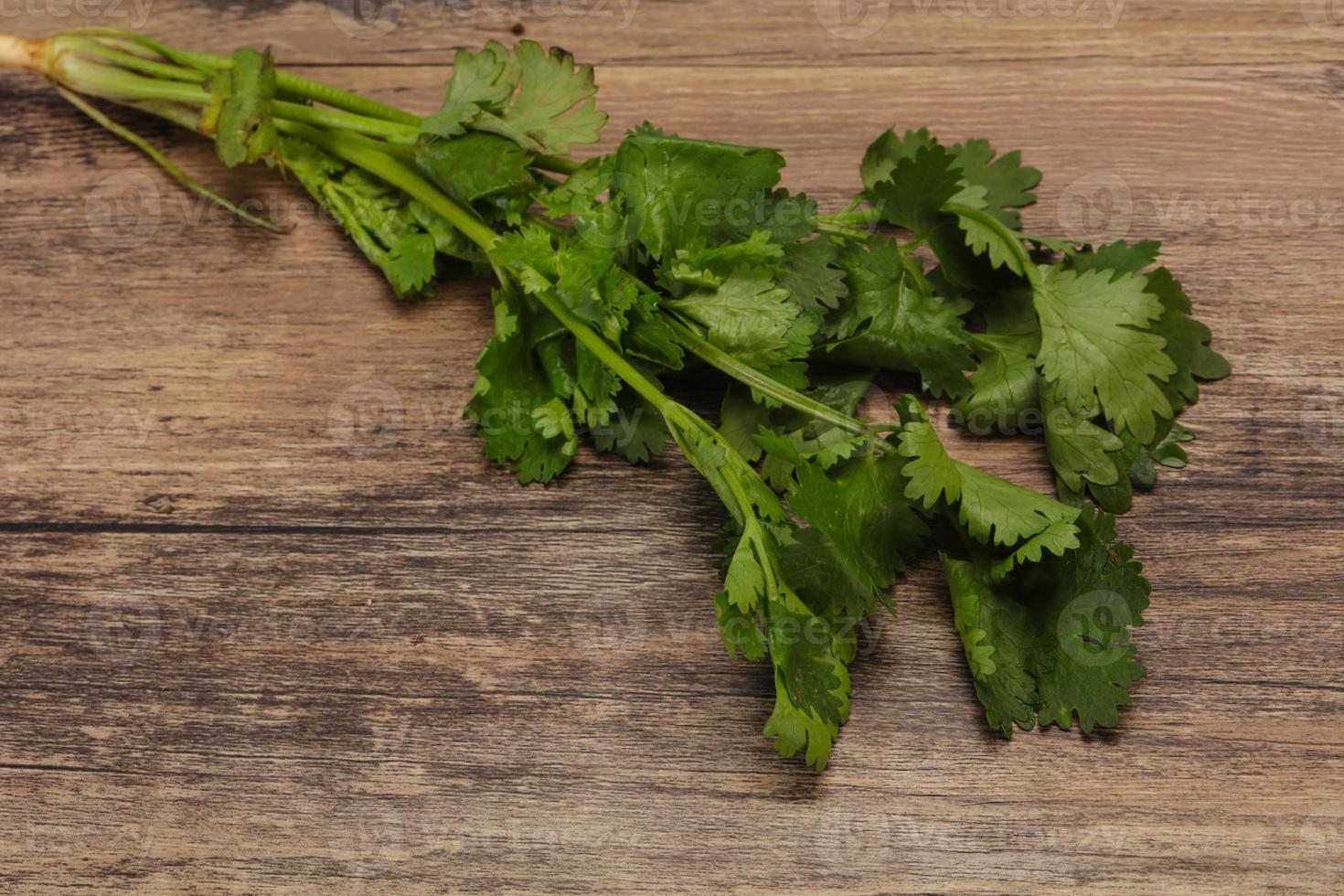 Fresh ripe  Green cilantro leaves photo