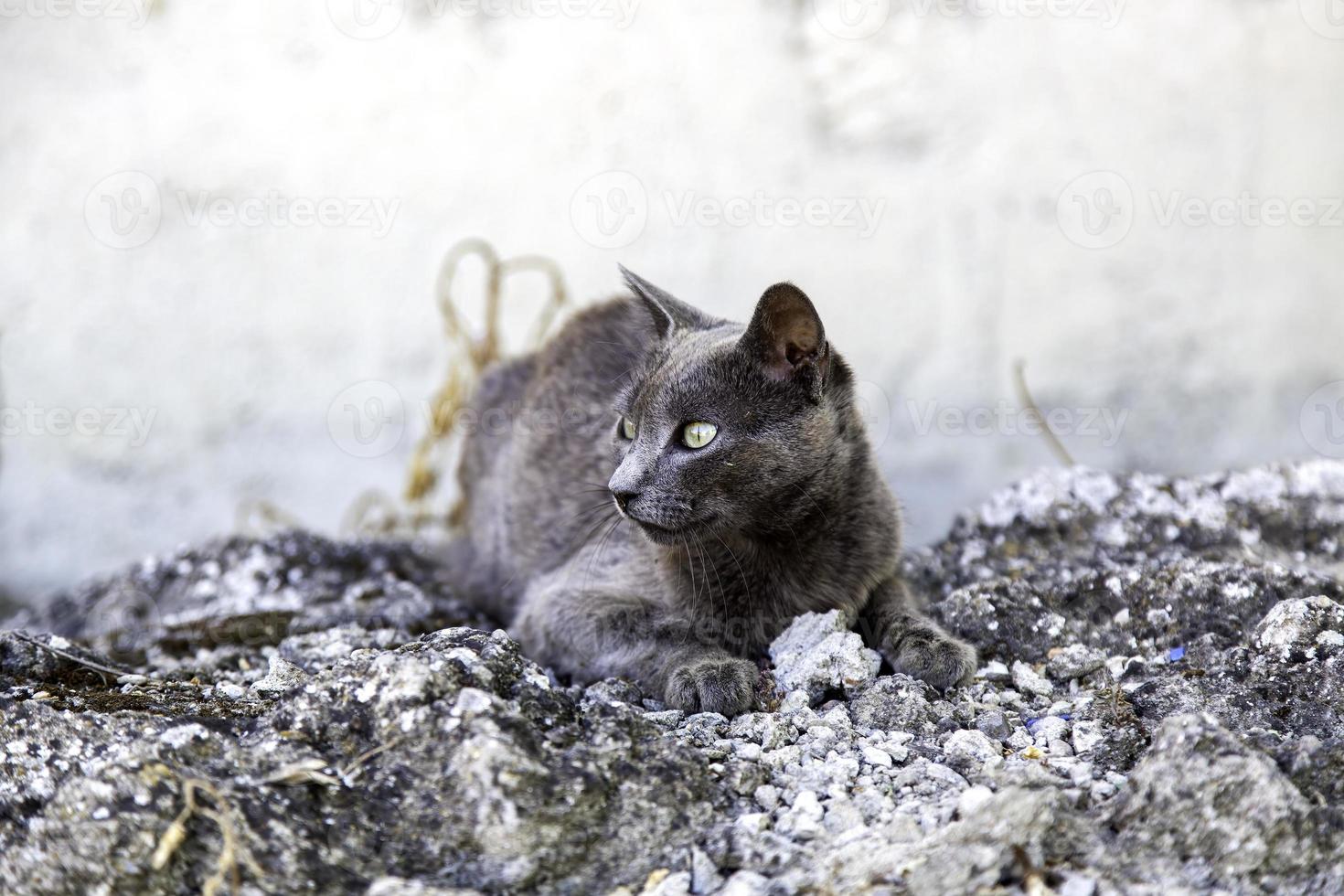 Gray cat on the street photo