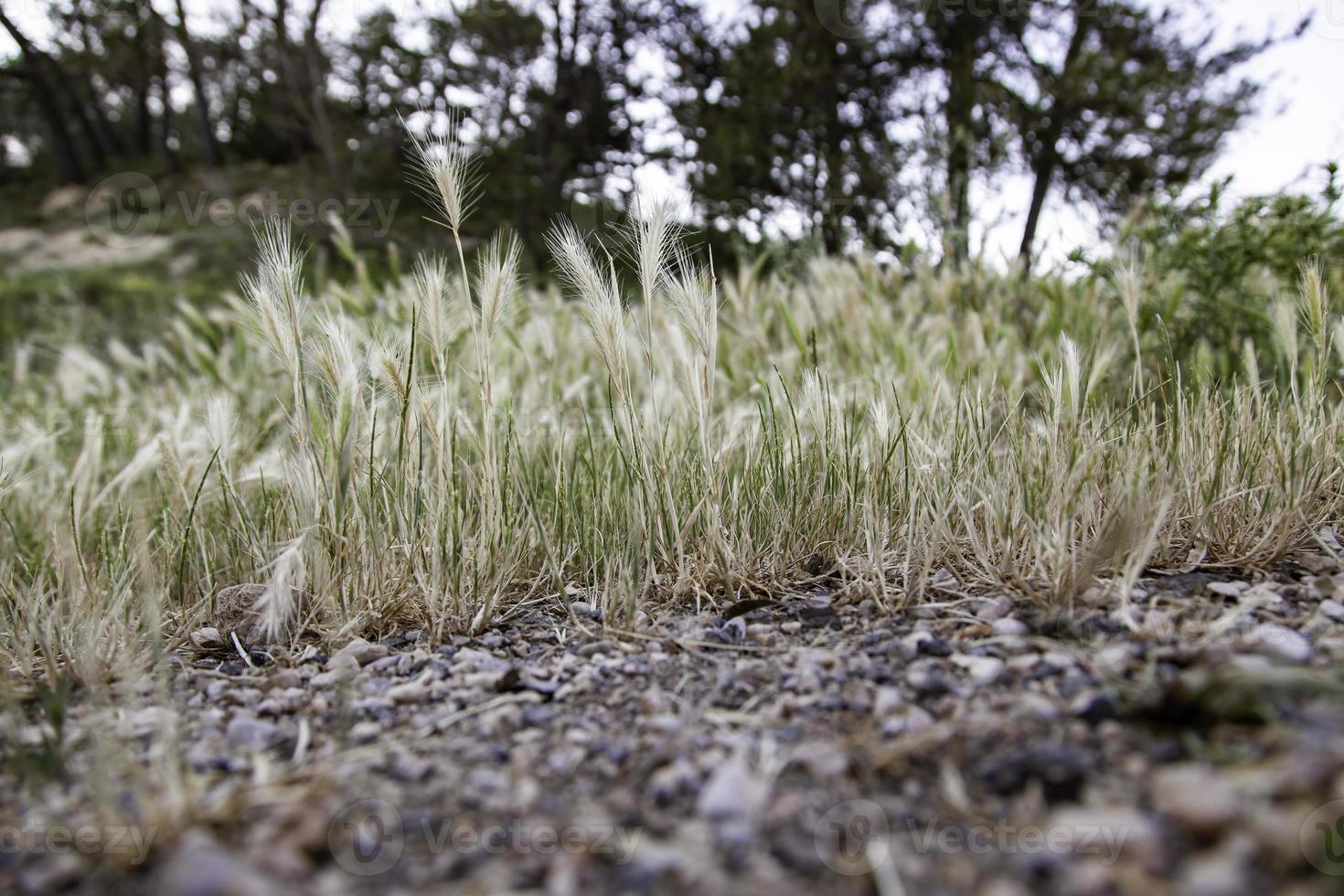 Wheat in the field photo